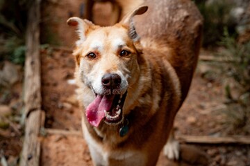 Closeup portrait of a happy dog with tongue out, standing on a trail in the forest during daytime