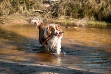Australian Shepherd dog holding a stick in his mouth, walking in the shallow water on a sunny day