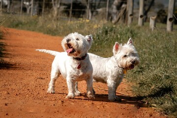 Pair of West Highland White Terrier dogs standing on a dirt path in the park on a clear sunny day