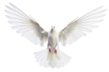 Obraz premium A white dove flying upwards with its wings fully extended against a clean white backdrop, isolated on white background