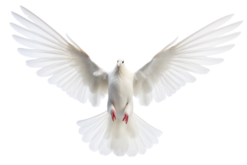 A white dove flying upwards with its wings fully extended against a clean white backdrop, isolated on white background