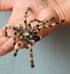 Big spider Tarantula as a pet