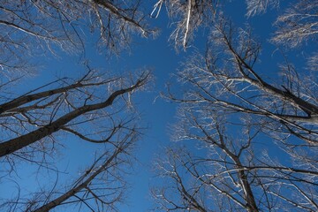 Low angle shot of bare branches of tall trees against a clear blue sky in winter