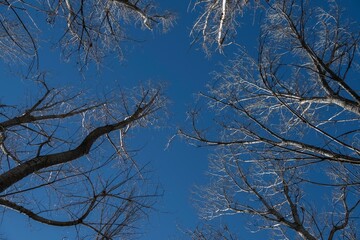 Low angle shot of bare branches of tall trees against a clear blue sky in winter