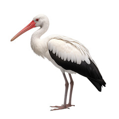 Fototapeta premium white stork ciconia bird transparent background