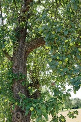 Lush apple tree with green apples in a sunny orchard