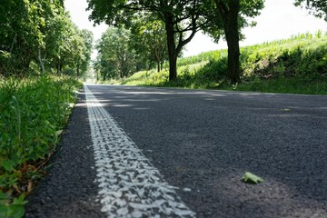 Low-angle view of rural road lined with trees.