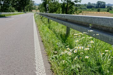 Countryside road with daisies along the guardrail