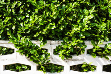 Kirschlorbeer Hecke in Essen, Deutschland