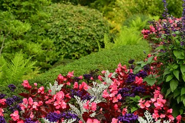 Colorful flower garden in full bloom