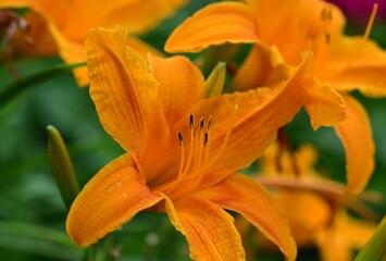 Fototapeta premium Vibrant orange daylilies in full bloom