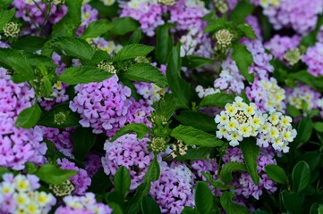 Vibrant lantana flowers in full bloom