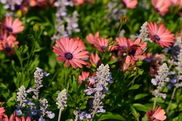 Vibrant pink daisies and lavender flowers in garden.