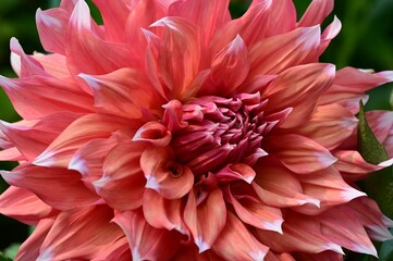 Close-up of a vibrant pink dahlia in full bloom