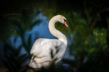 White Mute swan on Krka river