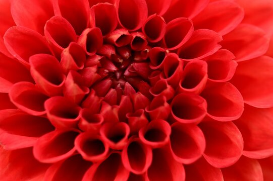 Close-up of a vibrant red dahlia flower.