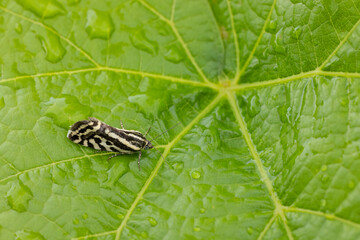 grape phylloxera on the leaf
