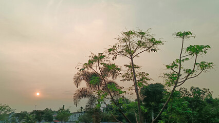Plants and grass on the edge of the lake