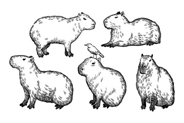 had drawn line art illustration of capybaras