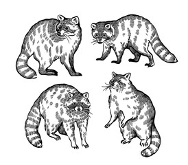 set of raccoon line art illustration