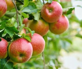 Harvest apple branch in closeup