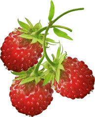 isolated red strawberry for fruits snack
