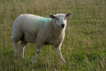 Obraz premium Sheep on a farm. Sheep in a meadow on green grass on a sunny day. A white sheep walks up a hill. Sheep pasture in the countryside. Sheeps eating grass in a green field.