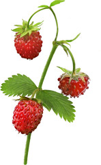isolated red strawberry for fruits snack