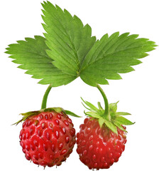 isolated red strawberry for fruits snack