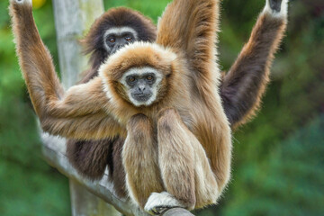 lar gibbon white-handed gibbon, an endangered primate in the gibbon family