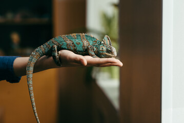 A green chameleon sits on a man's hand and looks into the distance © Olena