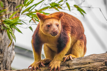 Goodfellow's Tree Kangaroo, portrait of very cute rare red animal.
