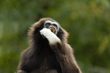 lar gibbon white-handed gibbon, an endangered primate in the gibbon family