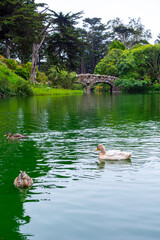 Ducks in pond at Golden Gate Park