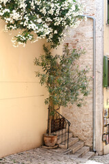 Olive tree brick wall jasmine Europe cobblestone street