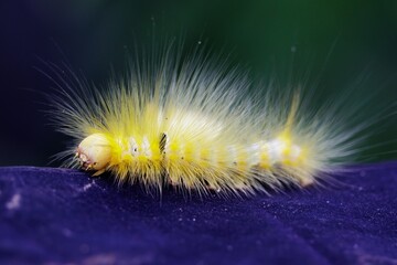 Beautiful moth yellow caterpillar on purple leaf, Thailand