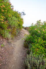 View of the lush foliage and  landscape in Angeles National Forest.