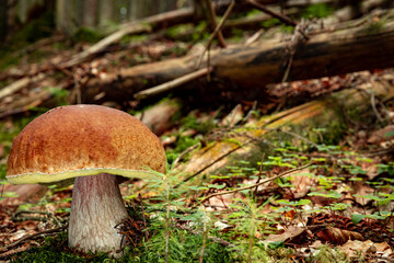 White mushroom in a mountain forest. Wet forest with mushrooms.