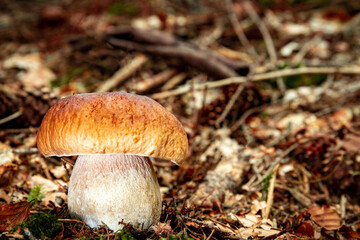 White mushroom in a mountain forest. Wet forest with mushrooms.