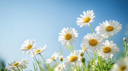 Obraz premium A cluster of white daisies in a meadow, with their yellow centers shining under a clear blue sky.