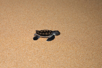 baby sea turtle goes to the water, towards ocean