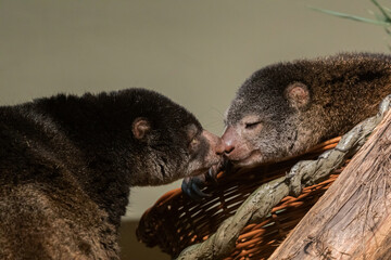 cute wild bear cuscus aulirops ursinus arboreal against blure background.