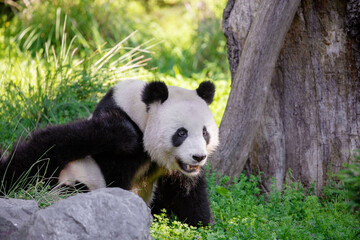 Obraz premium cheerful playing pandas on green lawn