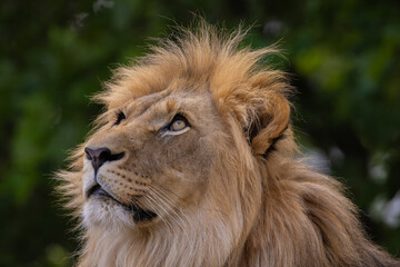 close-up image of a lion's head. expression is calm and majestic, showing off the fine details of its fur and features.