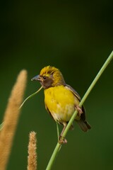 yellow sparrow