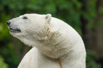 Polar Bear takes a rest