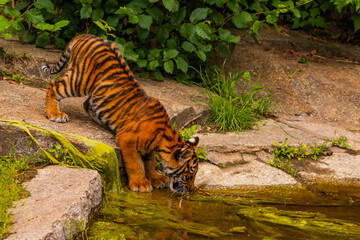 Sumatran tiger family with two little cubs