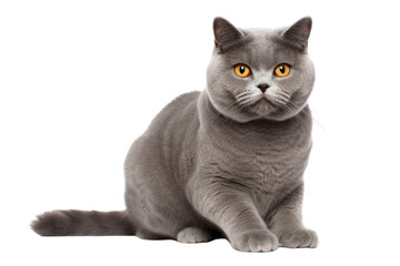 British Shorthair cat breed on a white background displaying a dignified, playful, or affectionate demeanor