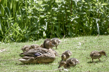 female mallard duck with her family of cute ducklings