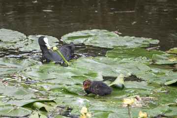 coot with chick on lily pads in the river